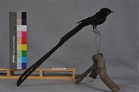 藏品(綬帶鳥)的圖片